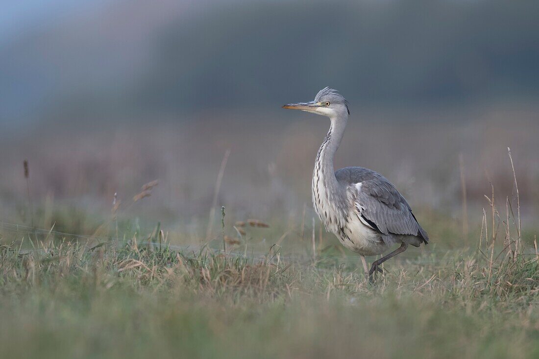Grey Heron ( Ardea cinerea ) striding stealthily through a wet meadow,frontal side view,soft light,in typical environment.