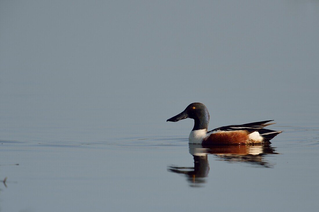 Northern shoveler ( Anas clypeata ),adult male in breeding dress,swimming on calm water..