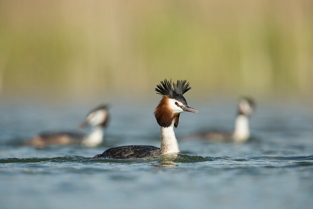 A flock of Great Crested Grebes (Podiceps cristatus) swimming in the same direction.