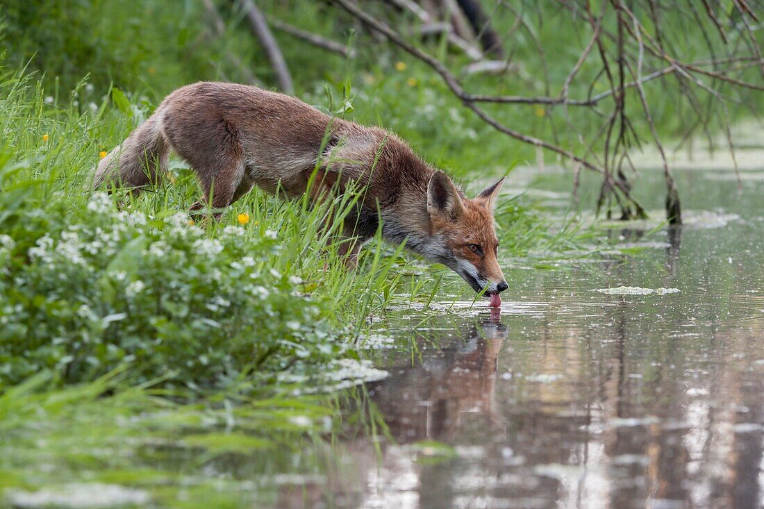 Rotfuchs (Vulpes Vulpes), erwachsene Füchsin, im Sommerfell, trinken an einem natürlichen Gewässer.
