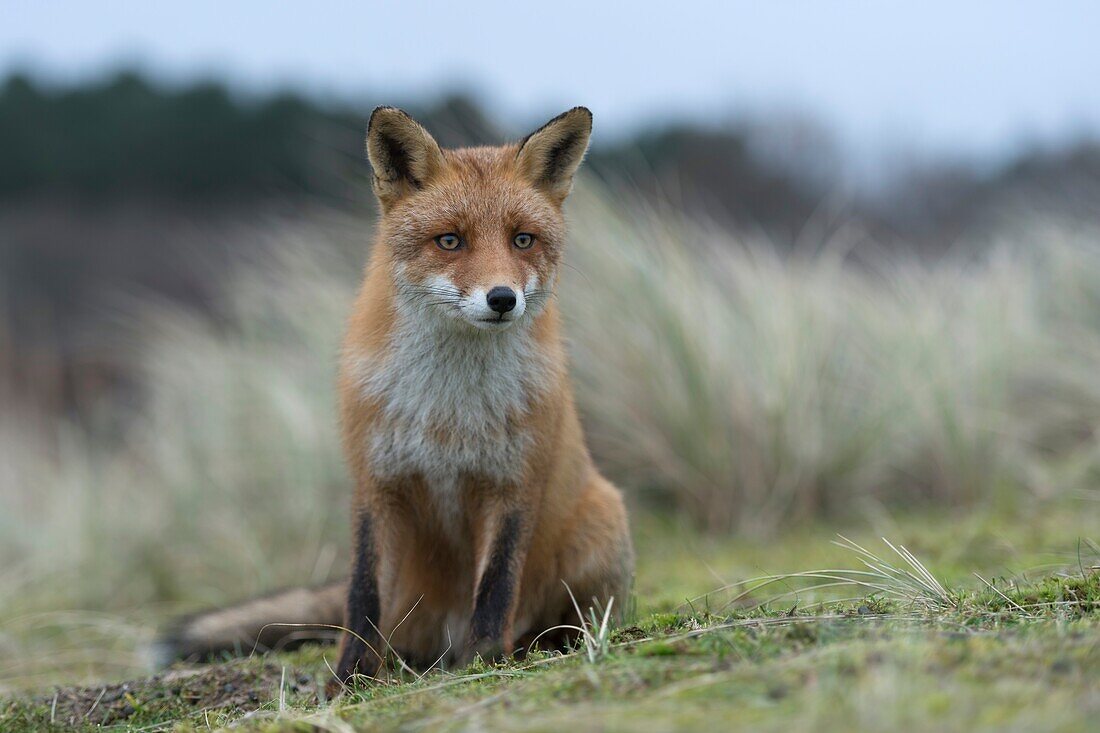 Red Fox / Rotfuchs ( Vulpes vulpes ) adult ,sitting on a little knoll,watching attenively,frontal view,close-up,funny,wildlife,Europe.