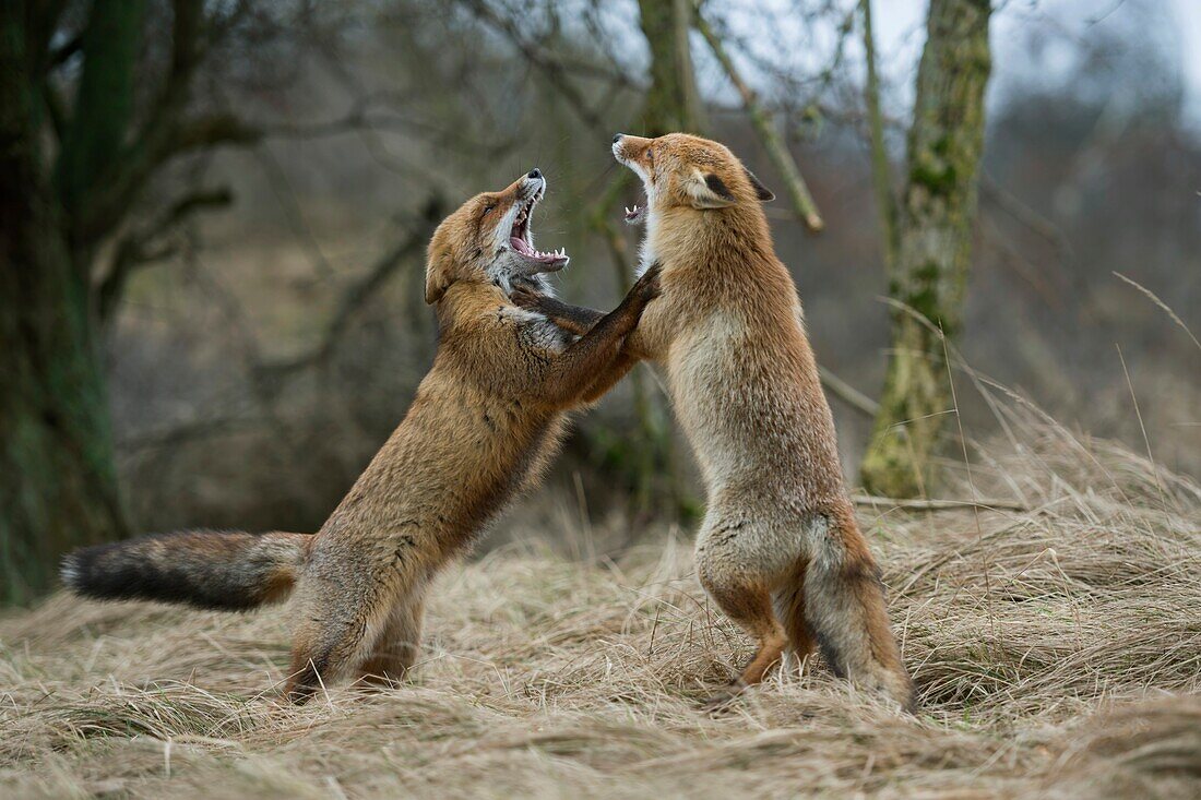 Rotfuchs (Vulpes vulpes), zwei Erwachsene, auf Hinterbeinen stehend, sich gegenseitig mit weit geöffneten Kiefern bedrohend, territoriales Verhalten während der Brunft, Tierwelt, Europa.