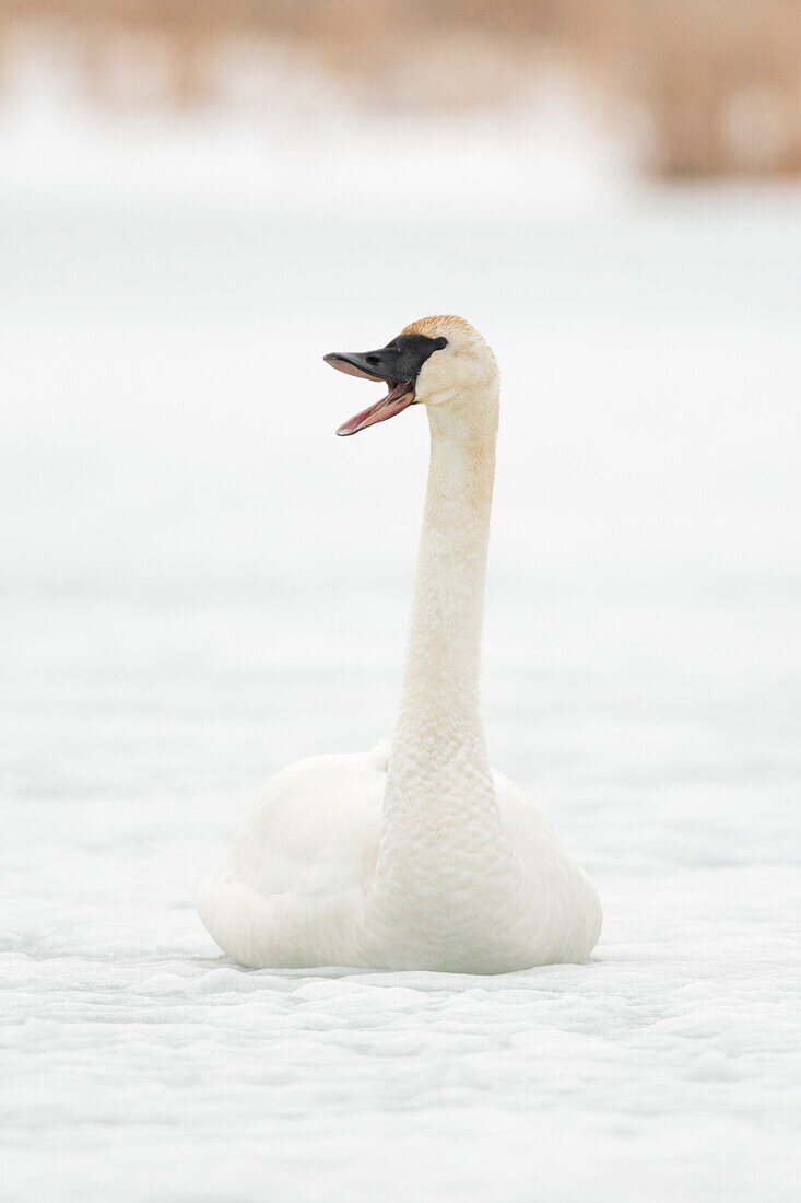 Trumpeter Swan / Trompeterschwan ( Cygnus buccinator ) in winter,sitting on the ice of a frozen river,calling,trumpeting,Grand Teton,Wyoming,USA..