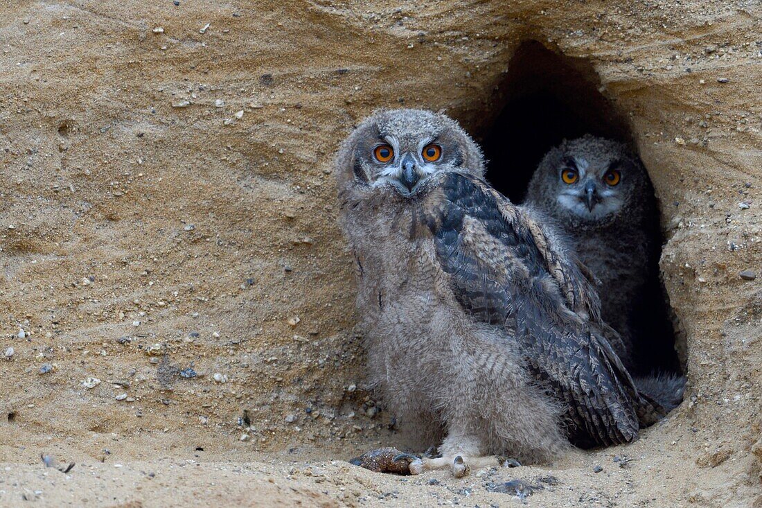 Eurasian Eagle Owls / Europaeische Uhus ( Bubo bubo ),two chicks,standing together in the entrance of their nesting site,wildlife,Europe.