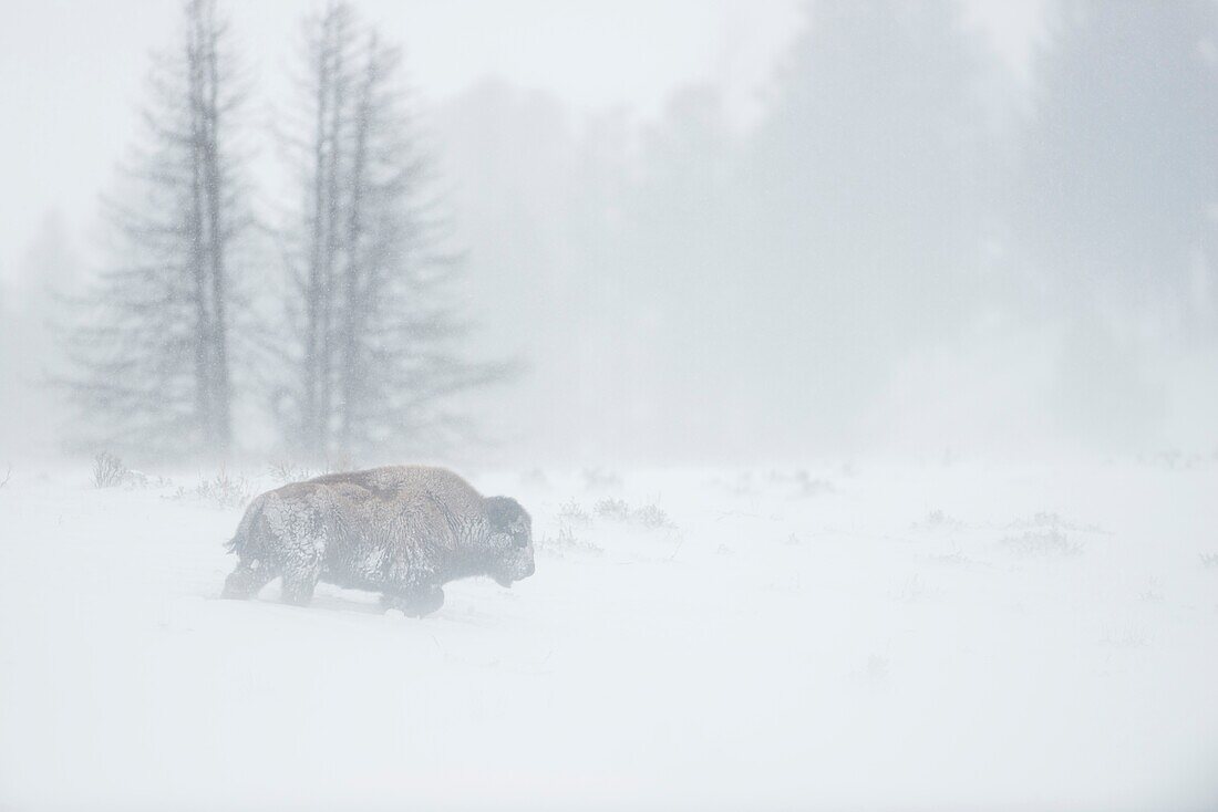 Amerikanischer Bison (Bison Bison) in einem Blizzard, alleinstehender Erwachsener, zu Fuß durch Schneetreiben, Yellowstone National Park, Wyoming, USA...