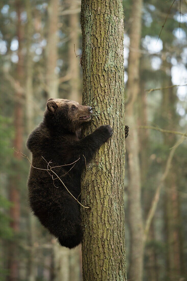 Europäischer Braunbär (Ursus arctos), der auf einen Baum klettert, seine Fähigkeiten und Kraft trainiert, sieht ein bisschen ängstlich aus.