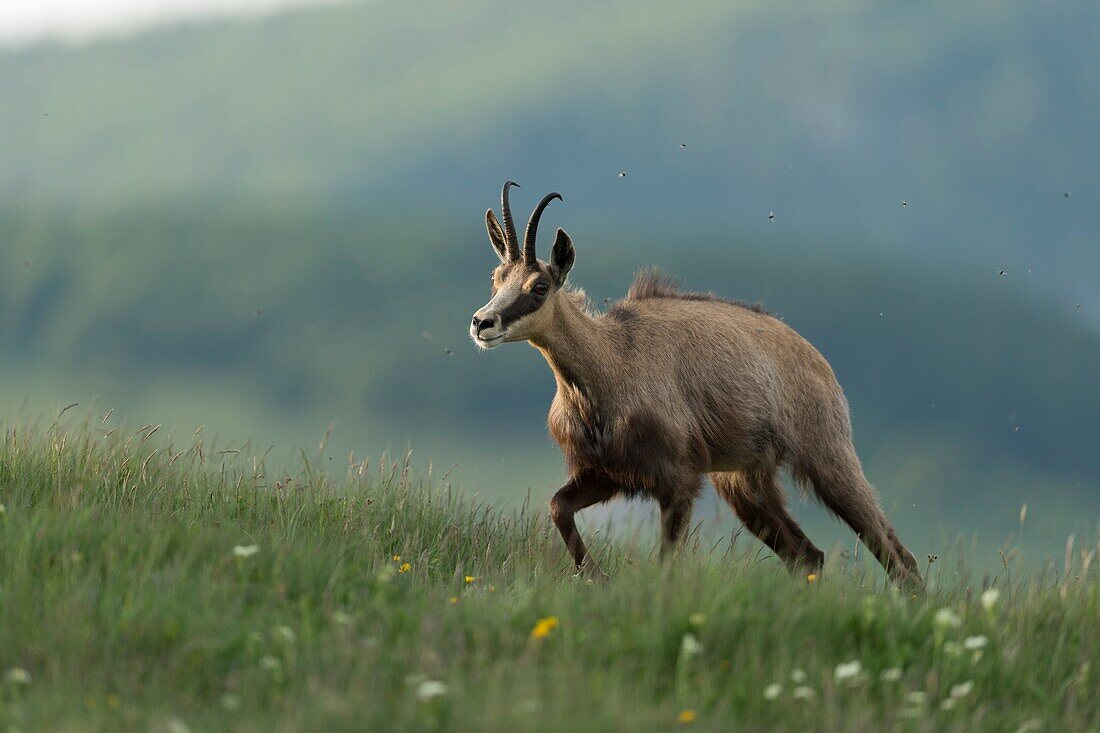 Alpine Chamois / Gaemse ( Rupicapra rupicapra ) walking uphill,on green alpine meadow,for forage,in beautiful surrounding.