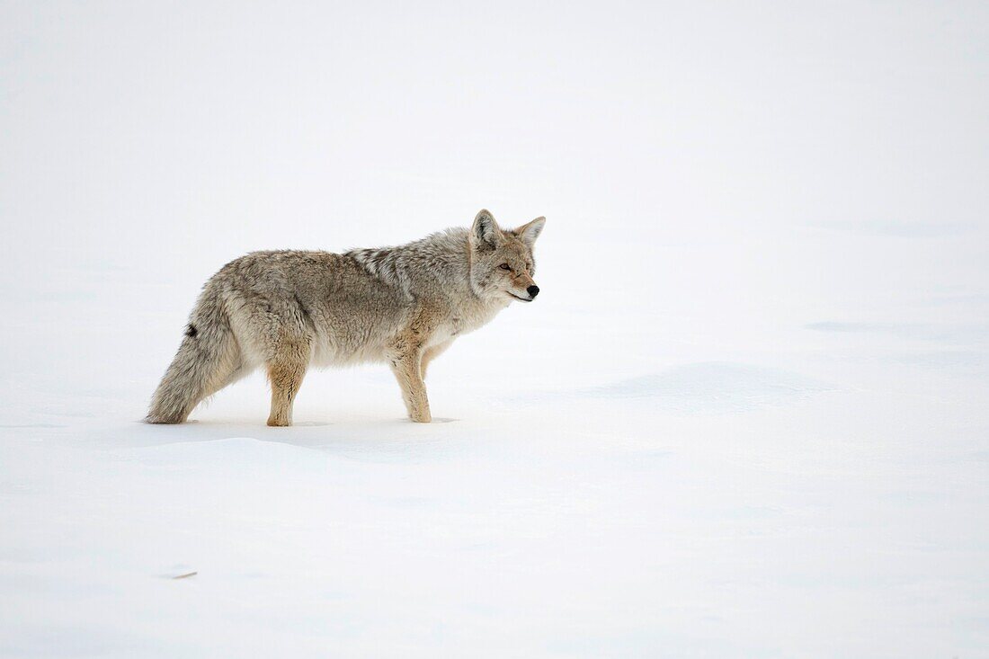 Coyote ( Canis latrans ),adult in winter,standing in high snow,watching around attentively,Yellowstone NP,USA..