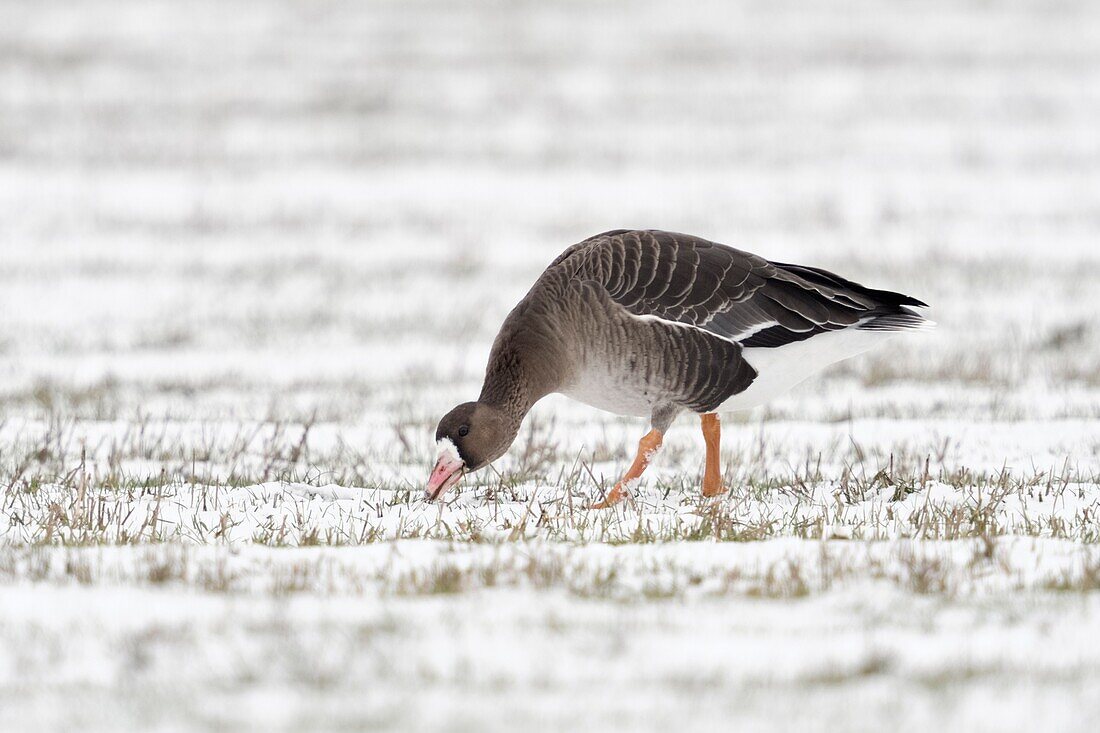 Blässgans ( Anser albifrons ) im Winter, auf der Suche nach Nahrung auf schneebedecktem Ackerland, Einzelvogel, Wildtiere, Europa.