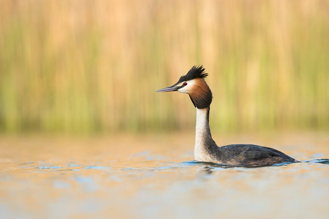 Great Crested Grebe / Haubentaucher ( Podiceps cristatus ) swimming,stretching its neck,raised head,attentive,in front of bright shining background,Europe.