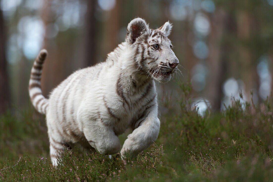 Royal Bengal Tiger/Königstiger (Panthera tigris), junges, weißes Tier, läuft schnell, springt durch das Unterholz von Naturwäldern, fröhlich.