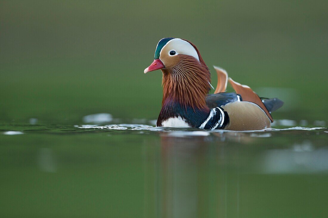 Colorful male Mandarin Duck / Mandarinente (Aix galericulata) shows courtship display,swims on green colored water.
