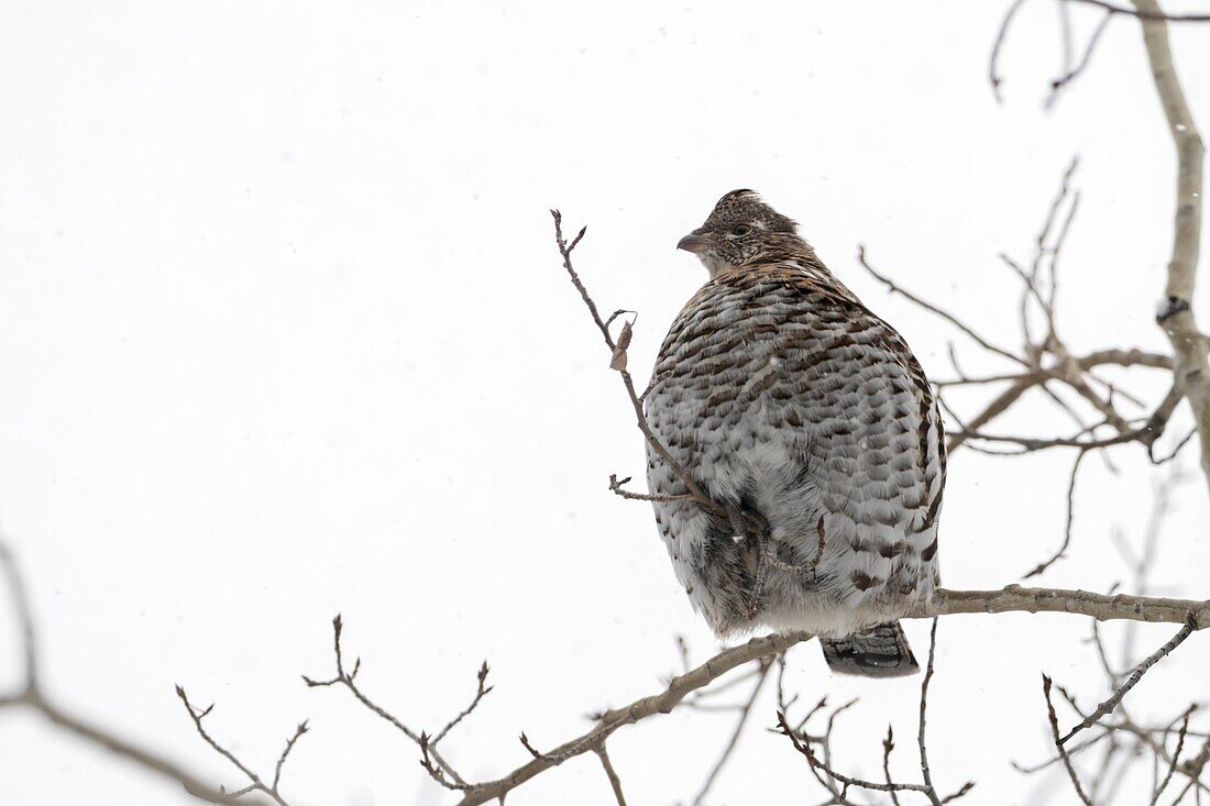 Ruffed grouse / Kragenhuhn ( Bonasa umbellus ) in winter,perched in a cottonwood tree,resting,sitting on a thin branch,Yellowstone area,Wyoming,USA.