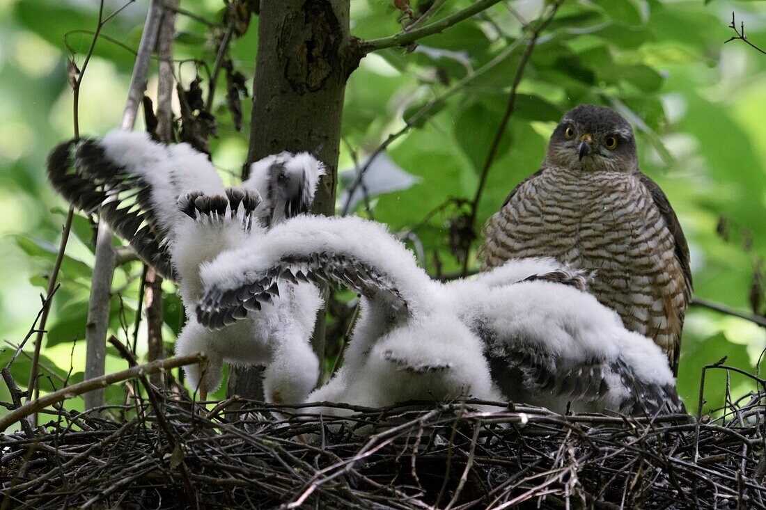Sparrowhawk / Sperber ( Accipiter nisus ),adult female watching for its adolescent chicks,young birds in nest training skills,fluttering with wings,wildlife,Europe.