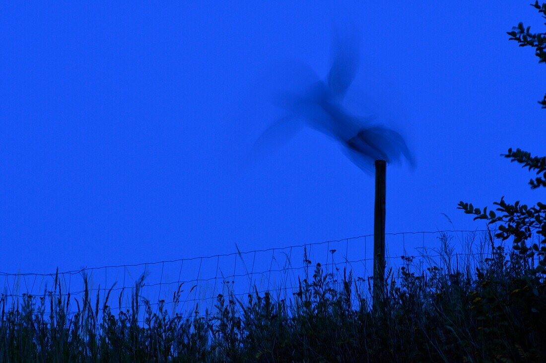 Eurasischer Uhu/Europäischer Uhu (Bubo bubo) in der Nacht, abheben von einem Zaunpfosten, schattig, gegen dunkelblauen Himmel silhouettiert, jagen, Europa.
