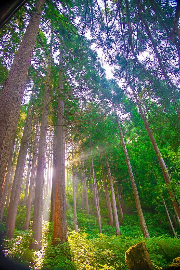 Kleine Natur in Toyama, Japan. Japan ist ein Land in Ostasien.