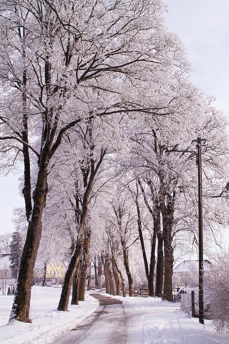Allee der Bäume im Winter. Raum Augsburg, Bayern, Deutschland