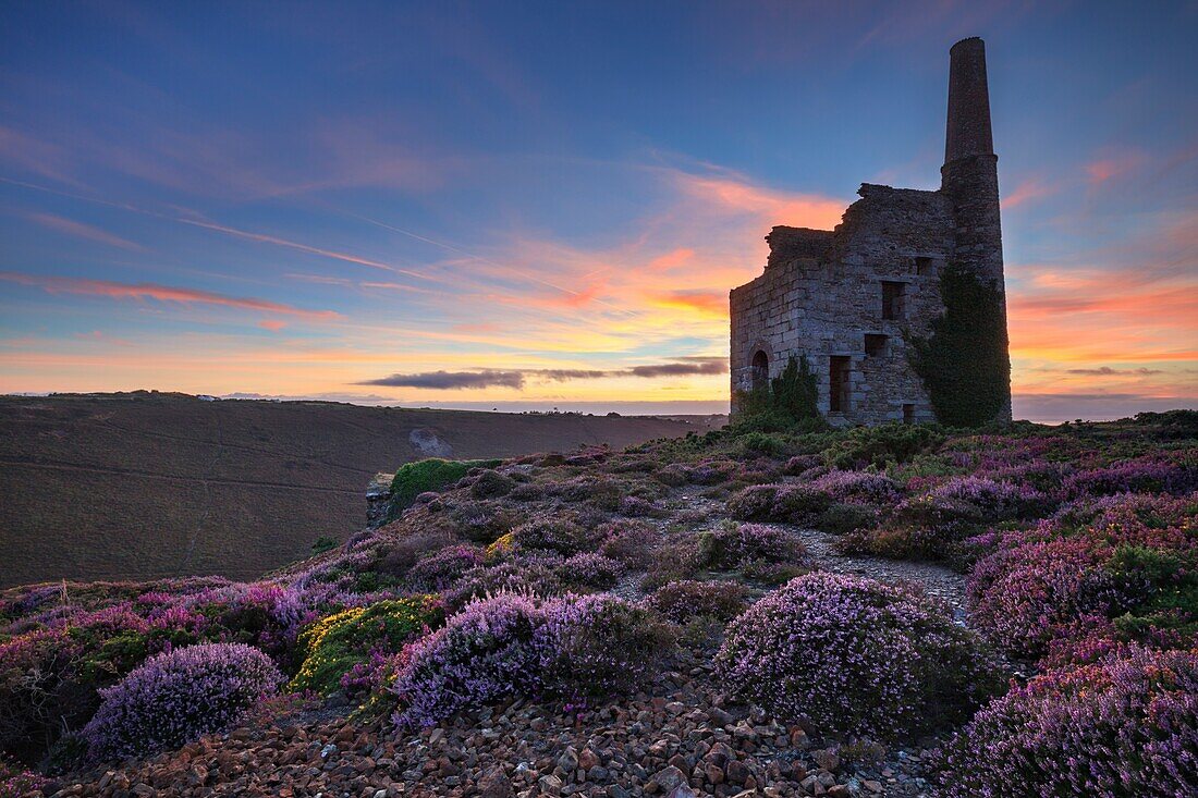 Heather at Tywarnhayle Engine House near Porthtowan in Cornwall,captured at sunset in late August using a wide angle lens.