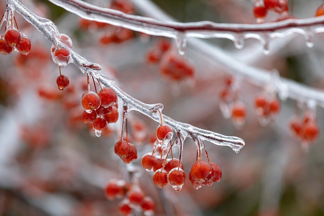 Detroit,Michigan USA - 12 February 2019 - A crab apple tree is coated in ice after snow,sleet,and freezing rain fell in southeast Michigan.