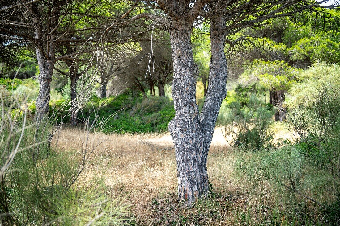 Woodlands off the Coast of Tarifa,Cadiz,Andalusia,Spain.