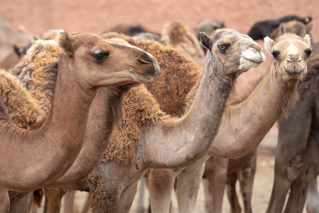 Herds of camels (Camelus) awaiting sale at the Guelmim camel market,Guelmim,Guelmim province,Morocco.