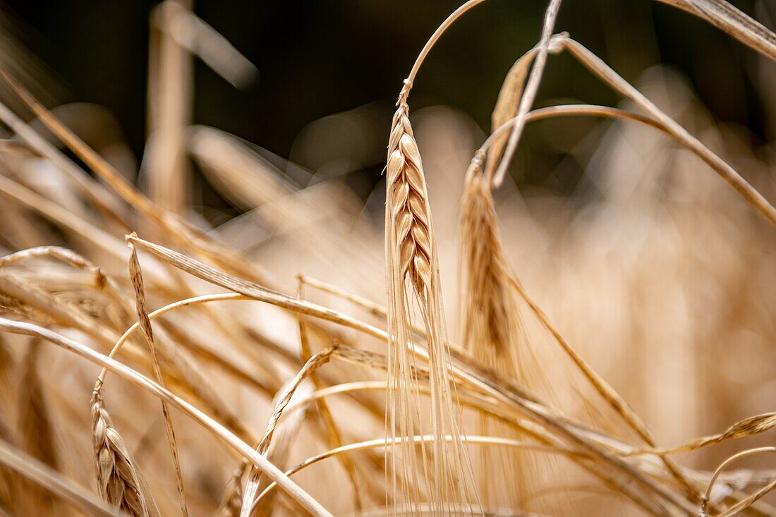 Nahaufnahme von Weizenköpfen, die im Feld in der Tighmert-Oase, Marokko, angebaut werden.