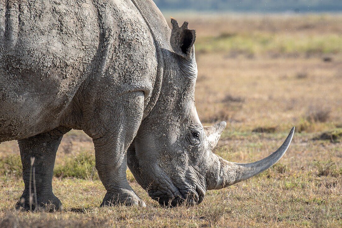 White rhinoceros or square-lipped rhinoceros (Ceratotherium simum)Nakuru National Park,Kenya.