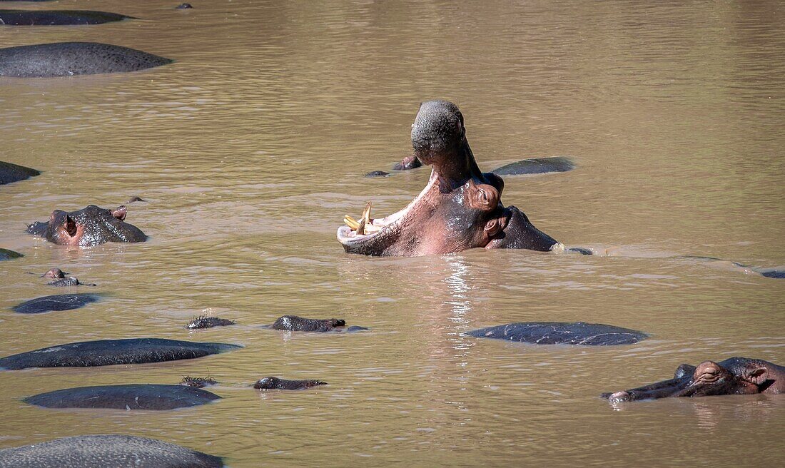 Several Common hippopotamus (Hippopotamus amphibius) bathe in the muddy water at Maasai Mara National Park,Kenya.