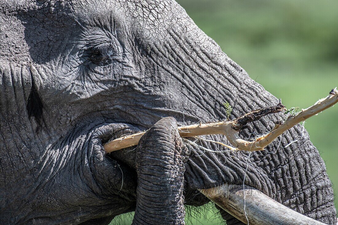Afrikanischer Buschelefant (Loxodonta africana), auch bekannt als afrikanischer Savannenelefant - Maasai Mara National Reserve, Kenia.