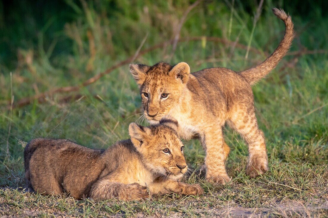 Lion cubs (Panthera leo) playing in Maasai Mara National Park,Kenya,Africa.