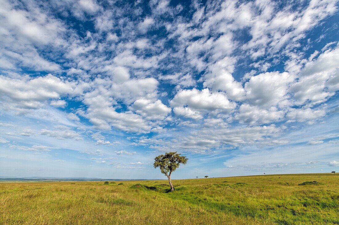Ein einzigartiger Akazienbaum steht allein in der Savanne, Masai Mara National Reserve, Kenia, Afrika.