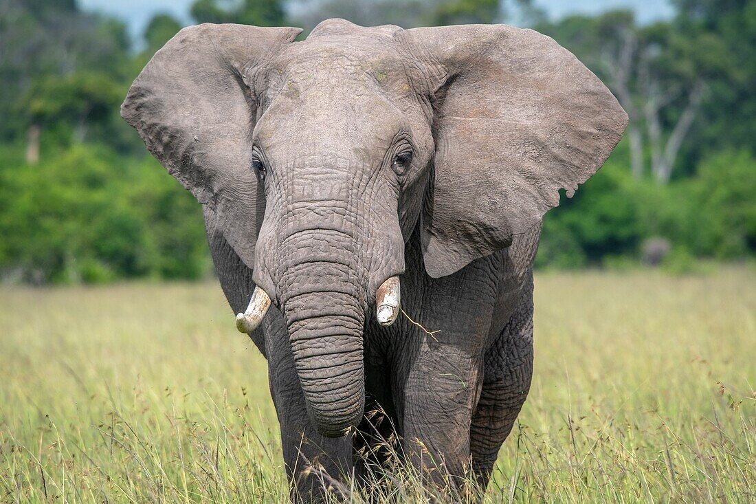 A frontal view of an African bush elephant (Loxodonta africana),aka African savanna elephant in Maasai Mara National Reserve ,Kenya.