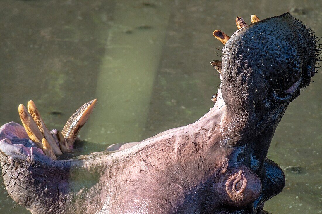 Ein Flusspferd (Hippopotamus amphibius) badet im schlammigen Wasser mit offenem Mund im Masai Mara Nationalpark, Kenia.