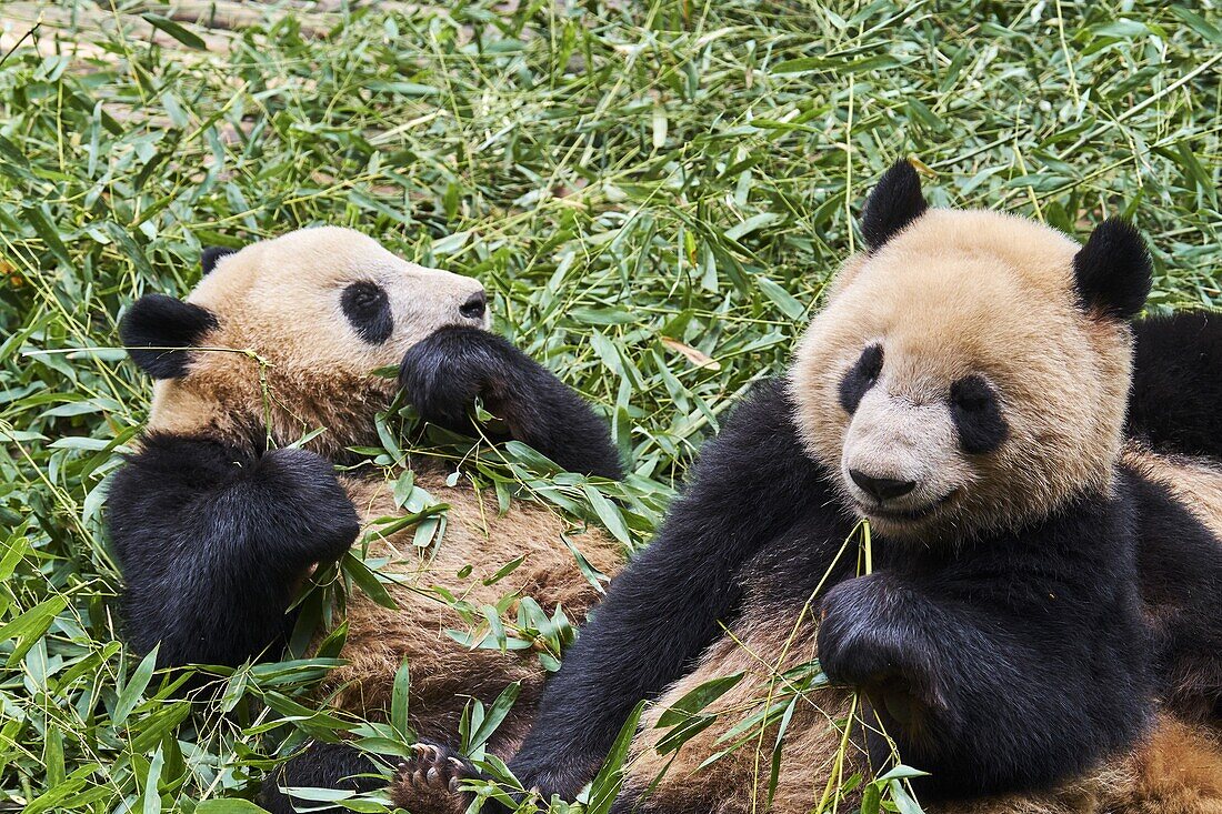 China,Sichuan province,Chengdu,Chengdu giant panda breeding research center.