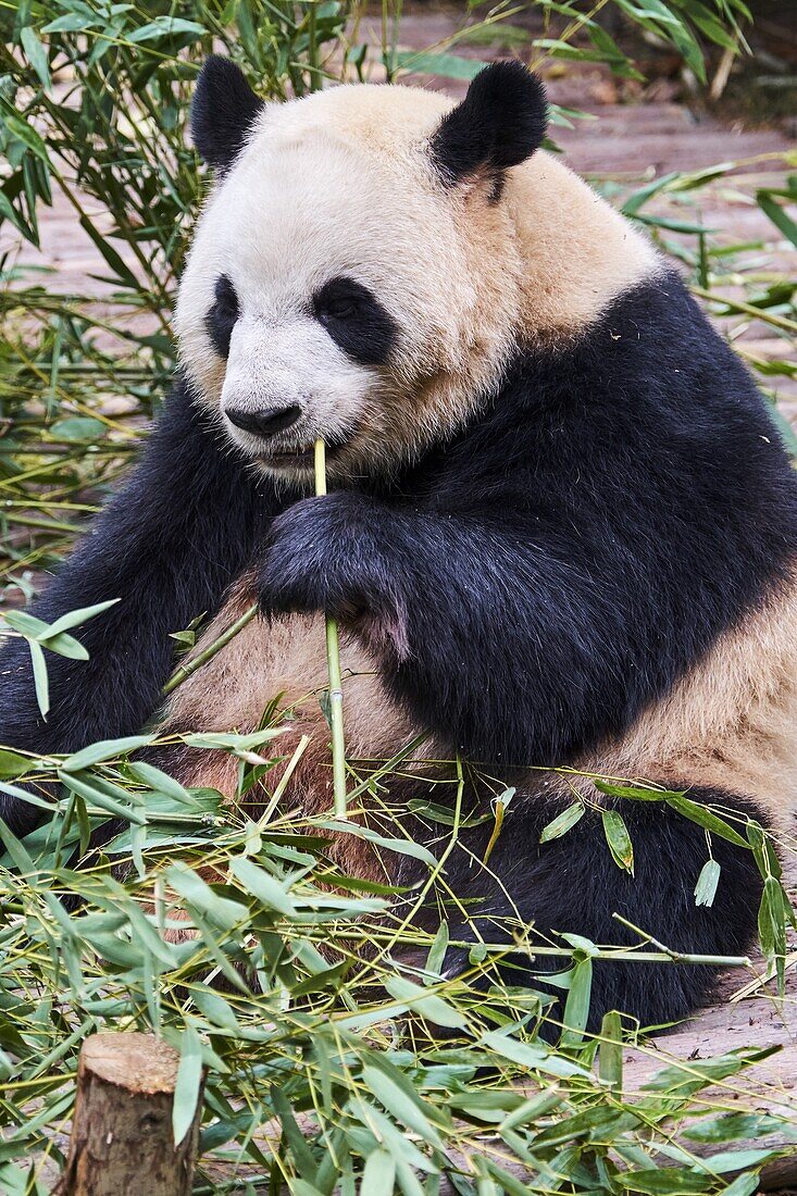China,Sichuan province,Chengdu,Chengdu giant panda breeding research center.