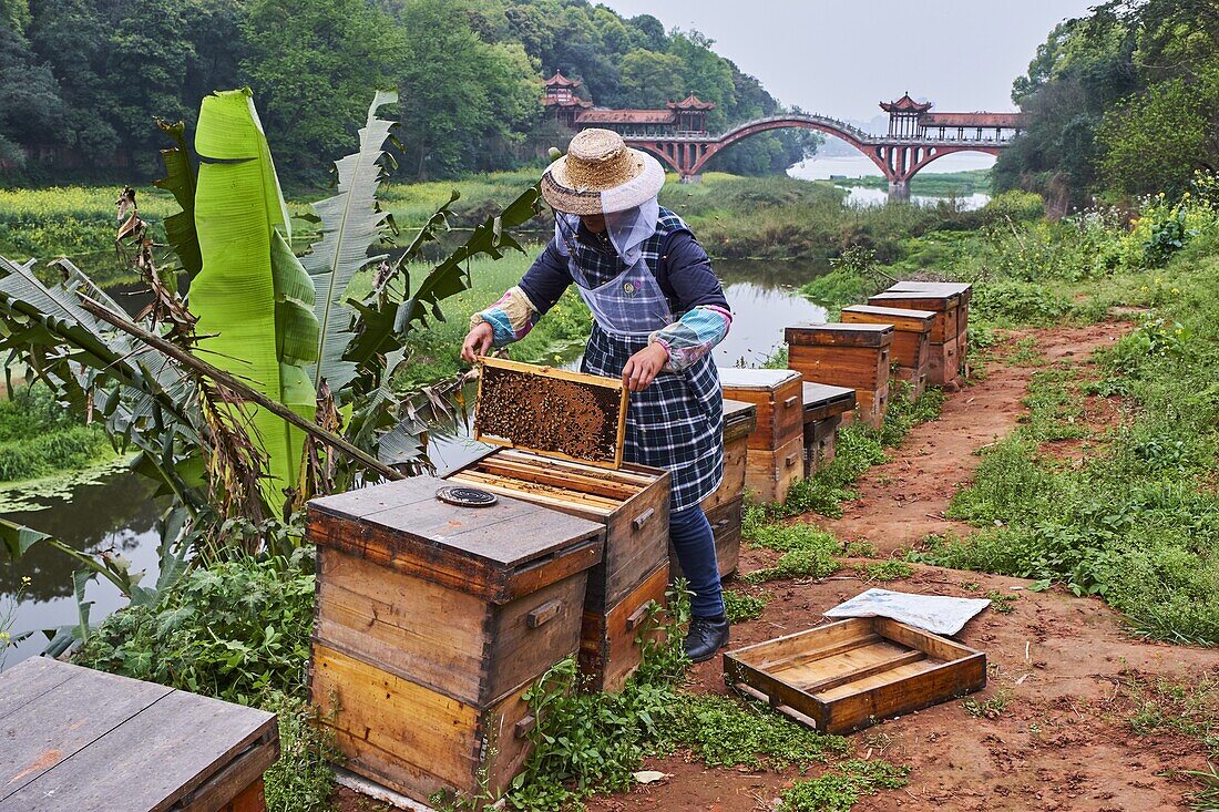 China,Sichuan province,Emei mount,Leshan,beekeeper at Huangshan bridge.