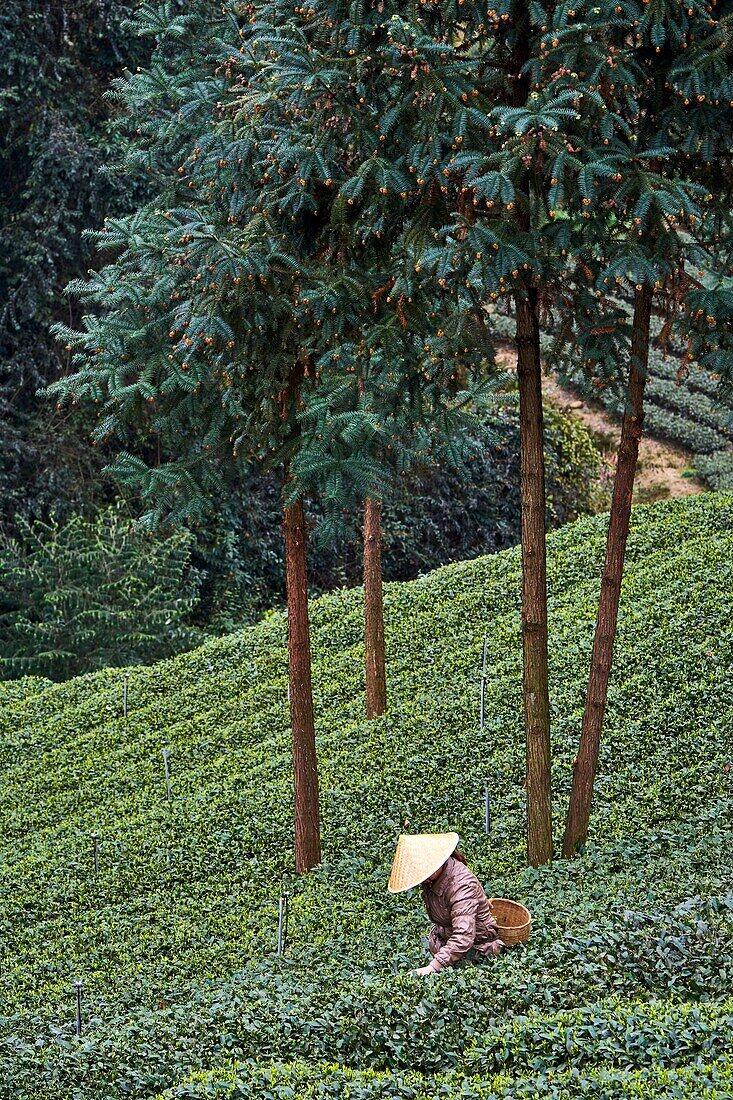 China,Sichuan province,Mingshan,statue of Wu Lizhen,tea garden,tea picker picking tea leaves.