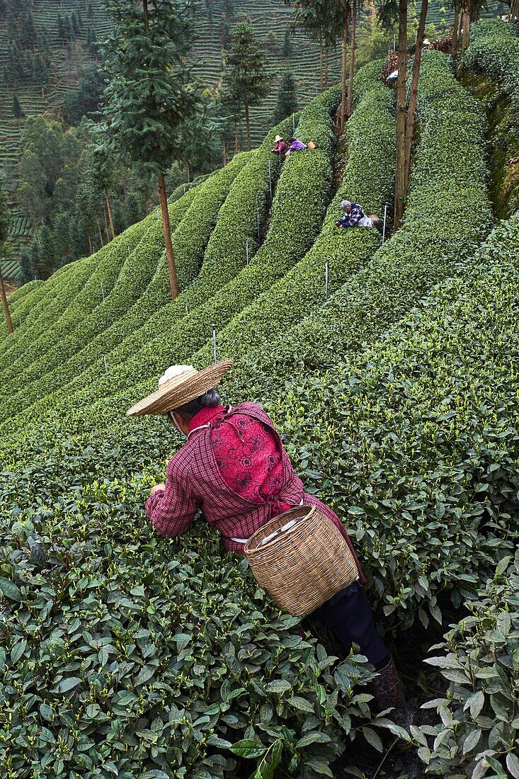China, Provinz Sichuan, Mingshan, Statue von Wu Lizhen, Teegarten, Teepflücker pflücken Teeblätter.