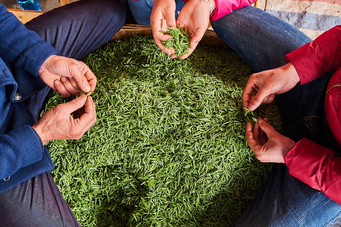 China,Sichuan province,Emei,fresh tea market,the pickers sale the leaves from the day crop.