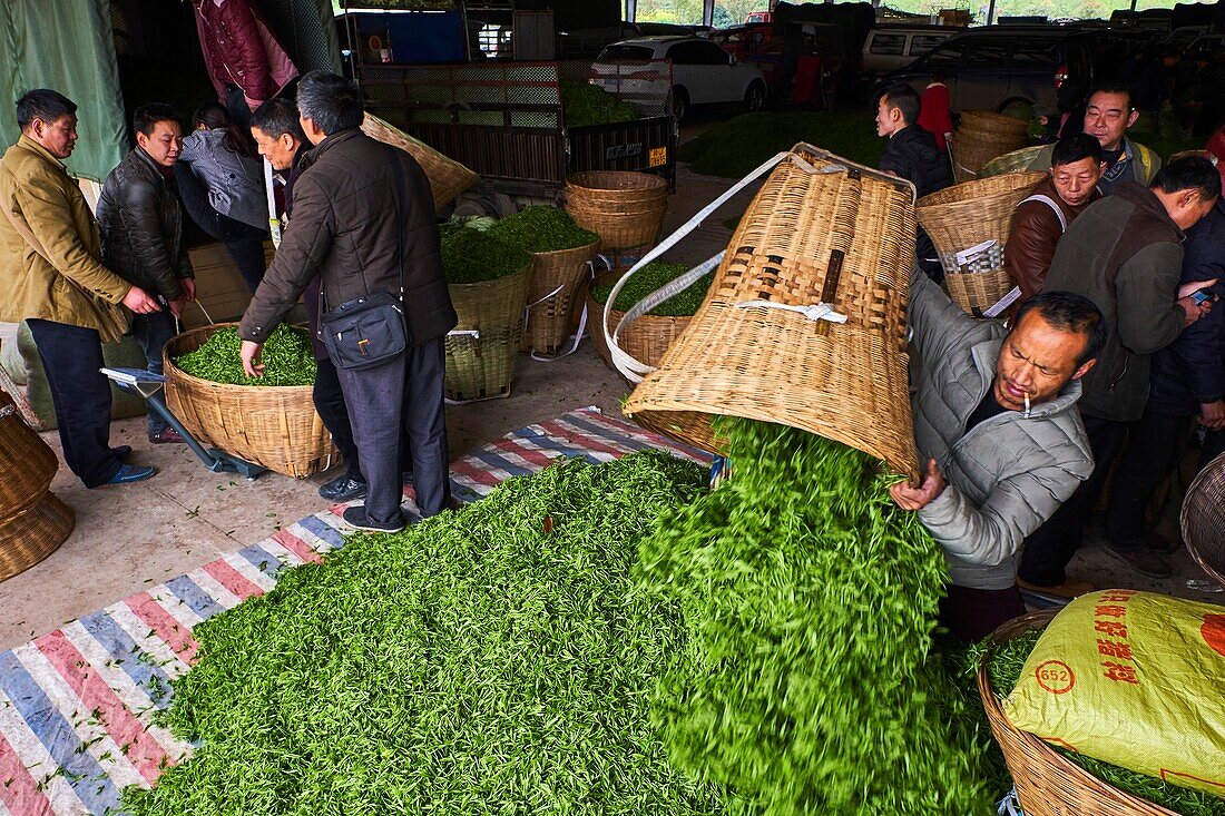 China,Sichuan province,Emei,fresh tea market,the pickers sale the leaves from the day crop.