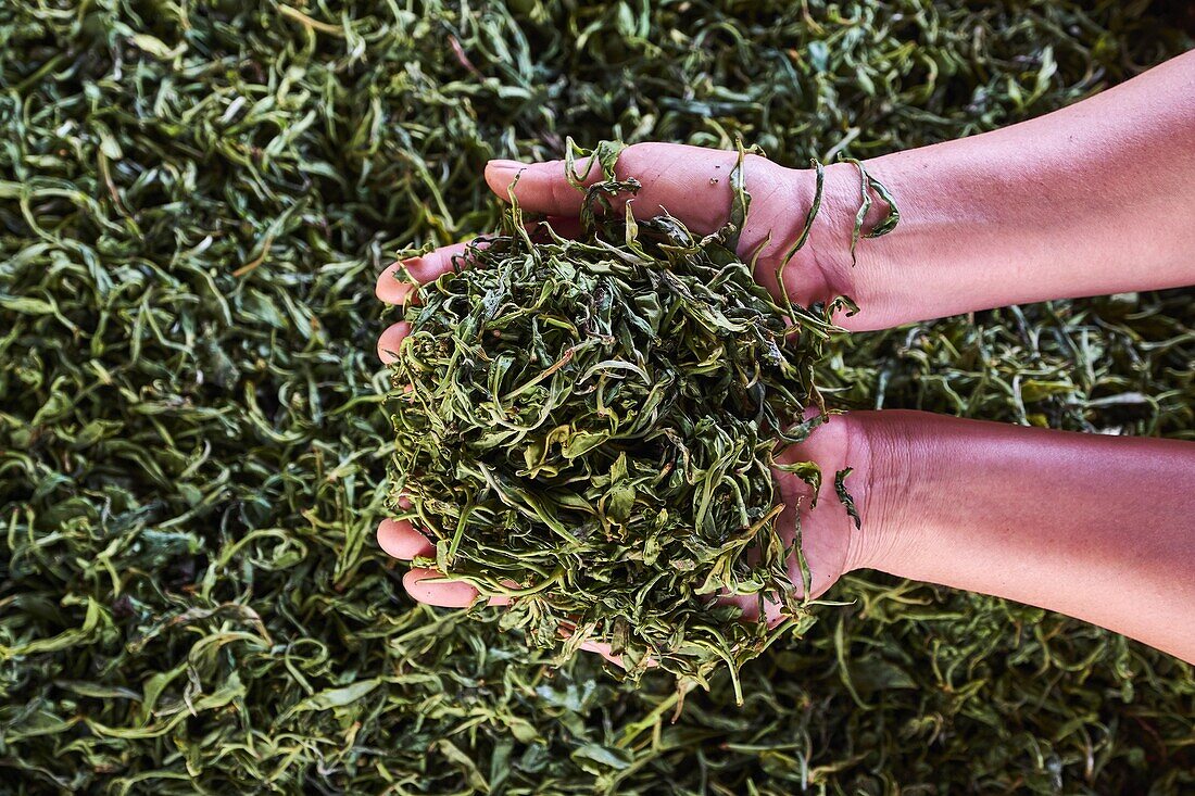 China, Yunnan, Bezirk Xishuangbanna, Teeblätter von Pu'er-Tee trocknen.