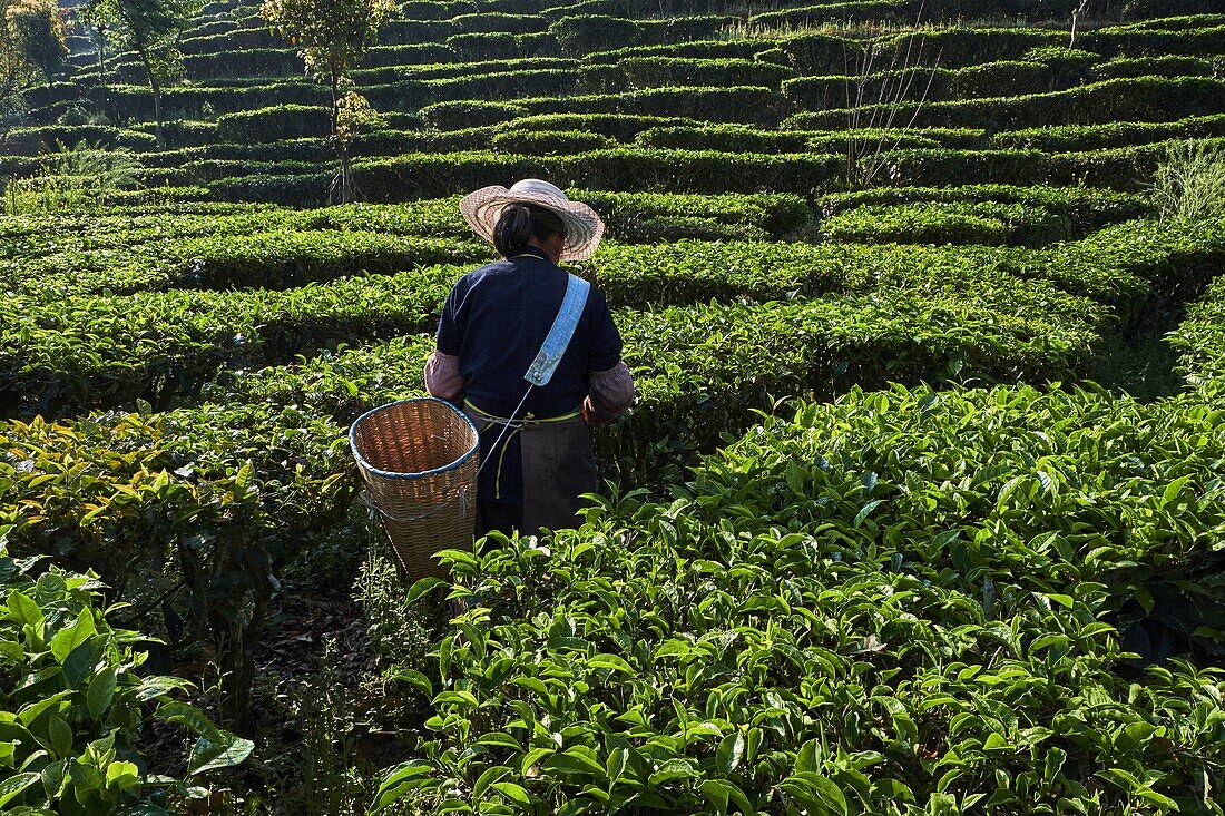 China, Yunnan, Bezirk Pu'er, Teefeld, Teepflücker pflücken Teeblätter.