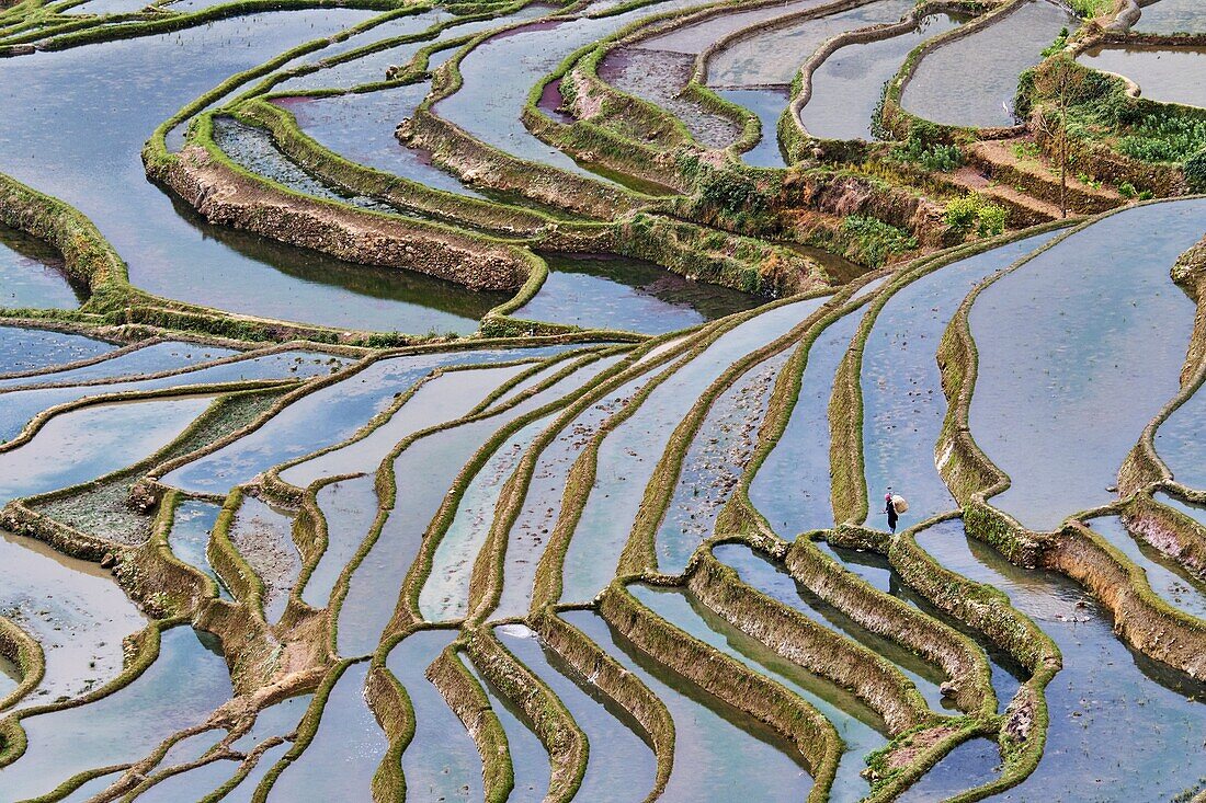 China,Yunnan,Yuanyang,terraced paddy-fields.