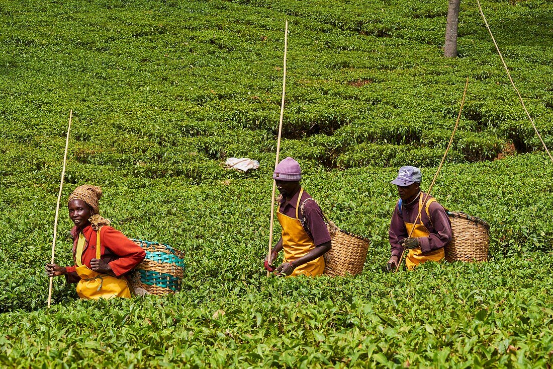 Kenya,Kericho county,Kericho,tea picker picking tea leaves.