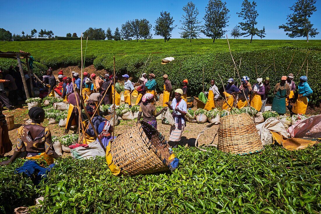 Kenya,Kericho county,Kericho,tea collect and weighing.