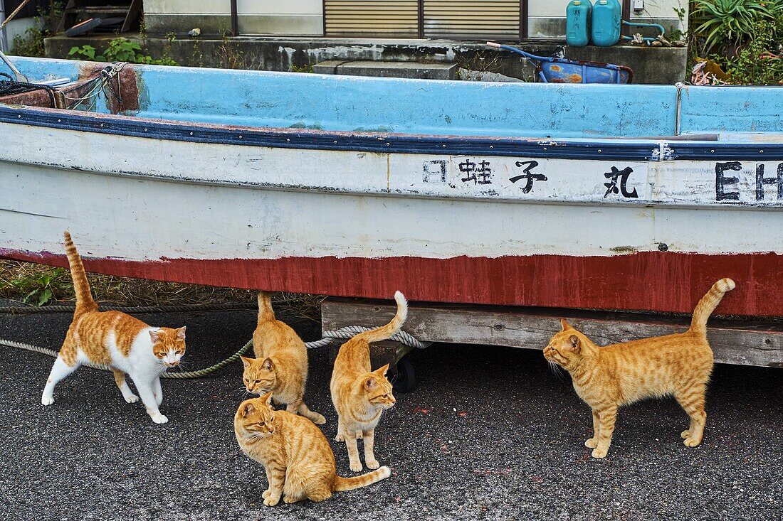 Japan,Shikoku island,Ehime region,Muzuki island,Cat island.