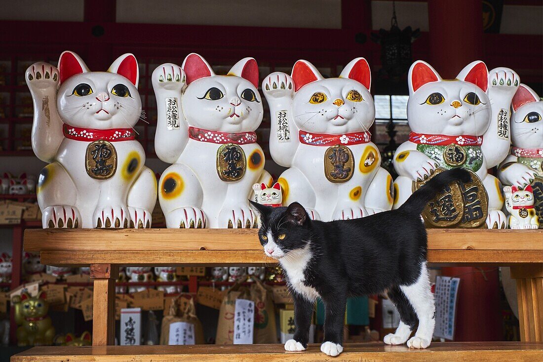 Japan,Tokyo,cat temple of Gotoko-ji.