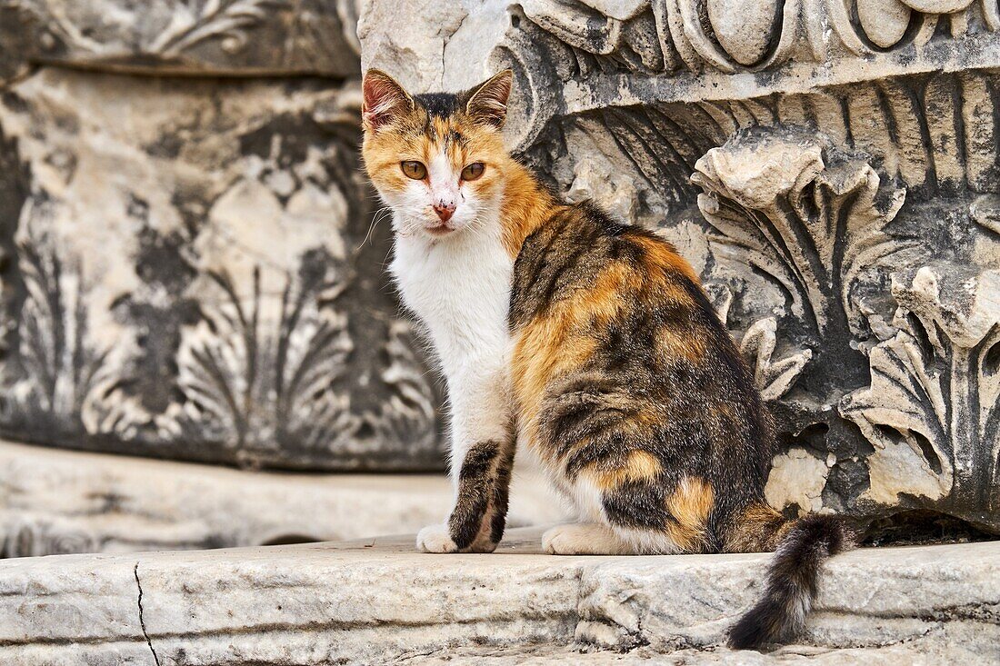 Turkey,Izmir province,Selcuk city,archaeological site of Ephesus,many cats leave on the site.