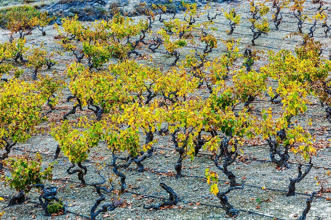 Vineyards in autumn. Cenicero village. La Rioja,Spain,Europe.