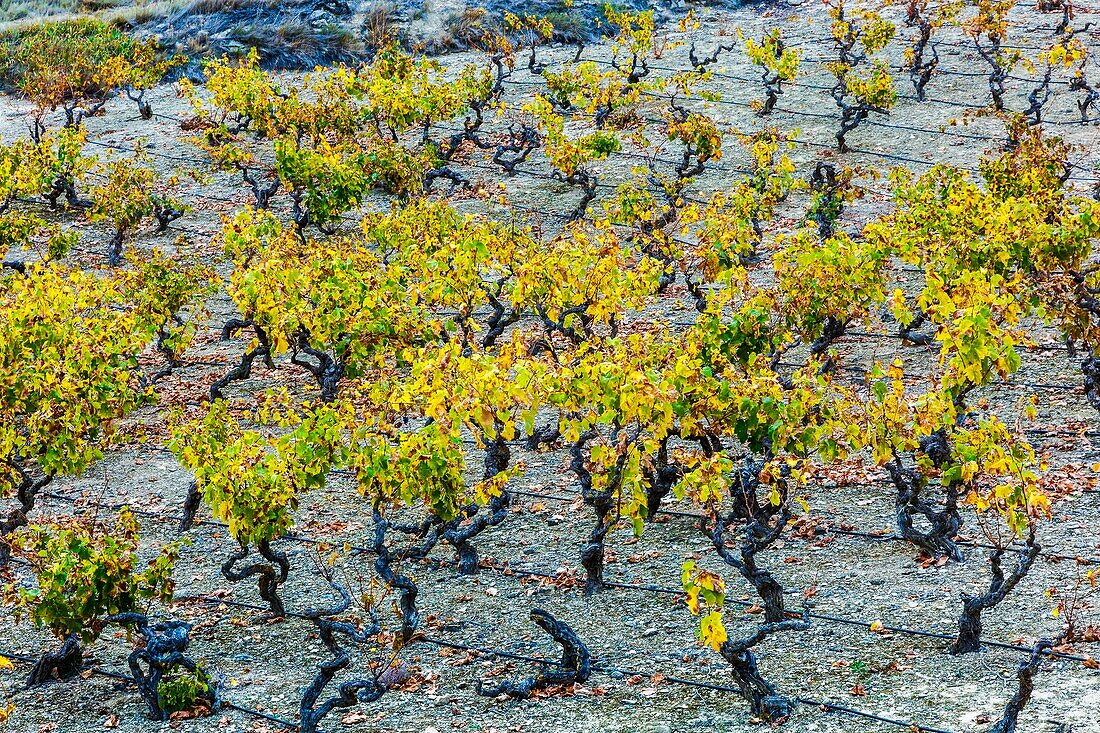 Weinberge im Herbst. Cenicero-Dorf. La Rioja, Spanien, Europa.